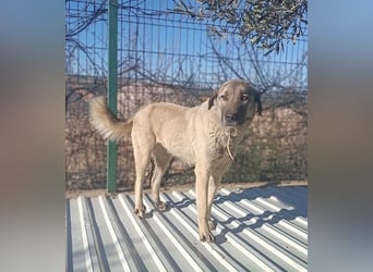 Beka großer Kangal Mischling Hündin sucht Zuhause für immer
