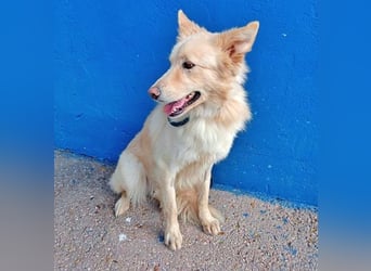 Dolar, Border-Collie typischer Jungspund aus der Tötung