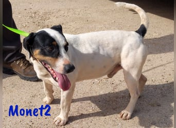 Monet2 03/2021 (ESP) - verschmuster und sehr sozialer, kleiner Ratonero Bodeguero Andaluz!