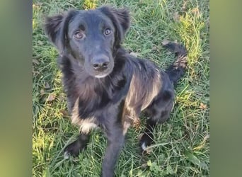 ❤️ superlieber Familienhund COOPER - 1,5 Jahre, 55cm - Flat Coated Retriever
