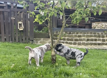Exquisit Bulladors (Labrador, English Bulldogge)mit vollen Papieren, Ahnentafeln, Gesundheitszeugnis