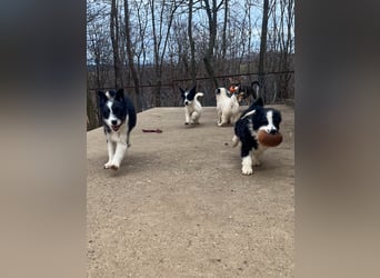 Neugieriger EDISON ist verspielt und liebt kuscheln
