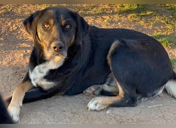 Speedy, geb. ca. 04/2018, lebt in GRIECHENLAND, auf einem Gelände, auf dem die Hunde notdürftig vers
