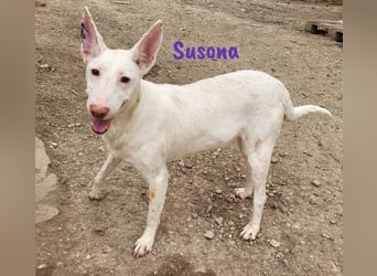 Susona 01/2023 (ESP) - zauberhafte, verschmuste und außergewöhnliche Podenca!