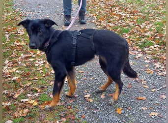 Schäferhund-Collie Mix Junghündin "Livia" sucht ein Zuhause