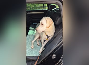 Wayne: Familienhund und treuer Begleiter