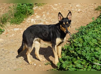 Yassi (Spanien) - wunderschöne Schäferhund-Mischlingshündin