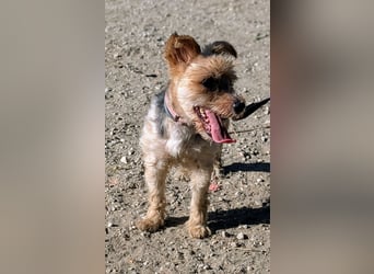 Toby wünscht sich ein Für-Immer-Zuhause