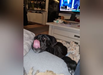 Baghira - Rollihund sucht Zuhause