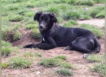 Bluey - eher ein Frauenhund