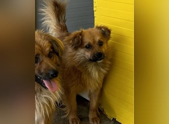 Sly, 3 ½ jähriger Bub, klein, schüchtern, sozial, interessiert