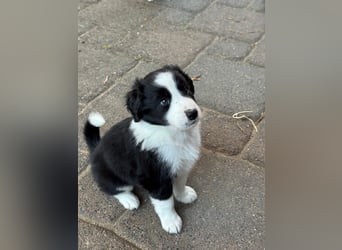 Border Collie welpen