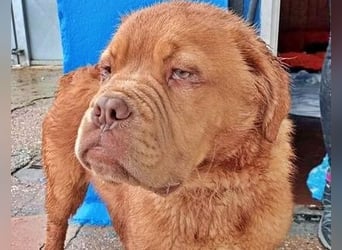 Melo, will das Tierheim verlassen