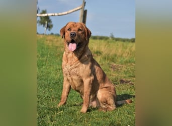 Edle Labrador Welpen (Schwarz/Foxred/Creme) mit Ahnentafel, Nachkommen von Champions
