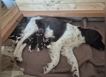 Kleine Münsterländer Welpen