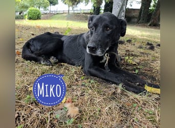 Miko ein unglücklicher Senior