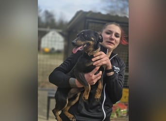 Albert – quirliger Wirbelwind sucht sportliches Zuhause!