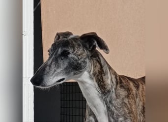 MORANTE-scheuer "Prinz" sucht liebevolles Zuhause