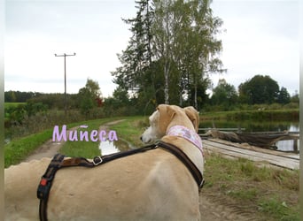 Muñeca 01/2019 (in Deutschland) - ausgeglichene und liebevolle, ganz besondere Galga!