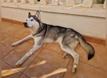 Eve, ein Leben auf dem Balkon ;-(   , fast  2 Jahre lang