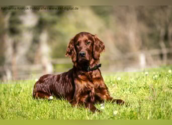 Wunderschöne Irish-Setter-Rüden
