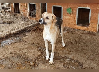♥CALON♥ hübscher, sehr lieber, etwas unsicherer Rüde 61 cm