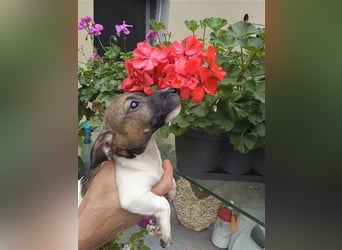 Jack Russell Terrier welpen mit CHIP/Eu-Pass AB SOFORT nur 1 Hündinn