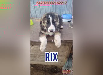 Rix, 1Jahr+7Monate alter Bub, ca. mittelgroß, sozial, freundlich, verschmust, offen