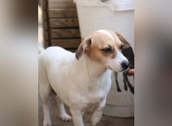 ⭐️MIRELLA⭐️, Hündin, 5 Jahre, 25 cm, Mischling, Tierschutz
