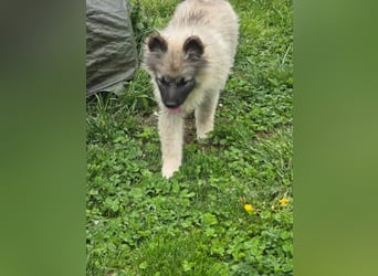 Wolfsspitz