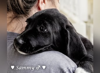 Kokonimix Tammy und Sammy suchen ein Zuhause