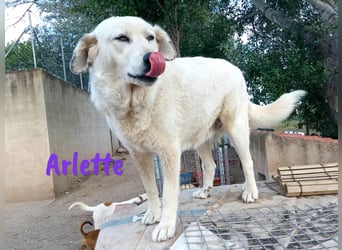 Arlette 09/2020 (ESP) - ruhige, noble und sanfte Herdenschutz-Mix Hündin!