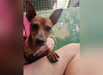 Lando - anfangs schüchterner, freundlicher und lieber Rüde / z.Zt. noch in Spanien