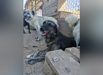 Rolfi - möchte endlich raus aus dem Shelter