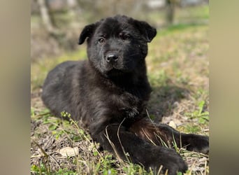 Hachiko, geb. ca. 01/2025, lebt in GRIECHENLAND, auf einer privaten Pflegestelle
