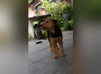 Airedale Terrier Welpe