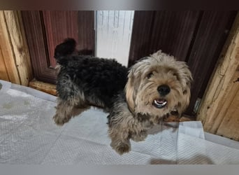 Rüde 117231 sucht sein neues Zuhause