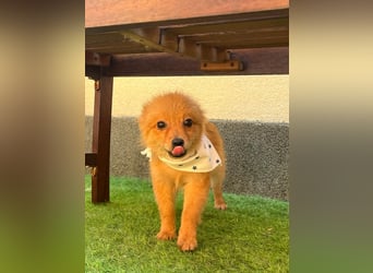 Charlie SR - Kuschelspitz mit großem Nachholbedarf