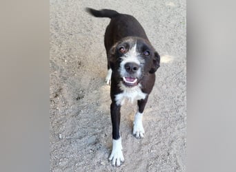 Jungrüde ♥ Xavi ♥ kleiner Herzöffner