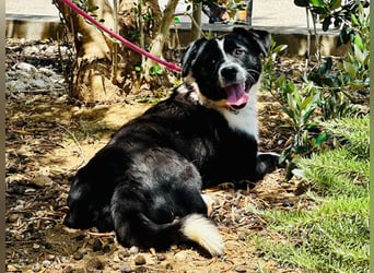 aktiver kleiner Jax sucht ein Zuhause oder eine Pflegestelle