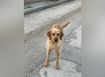 Kelly – Griffon Mix: sanfte Hundeseele sucht dringend ein Zuhause voller Liebe