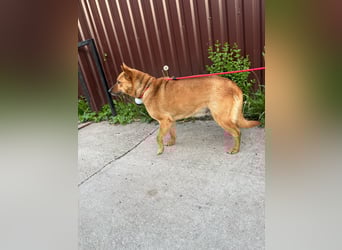 Fanni, Schäferhund Mischlingshündin geb. 2023