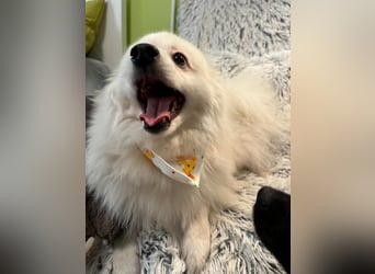 Louie SR – Ein kleiner Spitz mit großem Herz sucht sein Zuhause