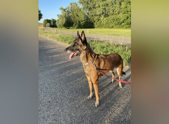 Malinois