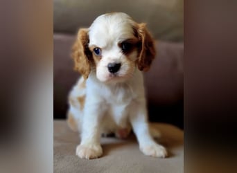 Cavalier King Charles Spaniel