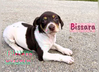 Bissara 12/2024 (ESP) - verschmuste, kleine Bodeguero-Pinscher-Mix Welpin!