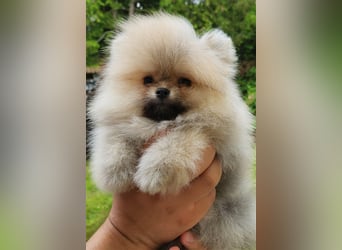 Pomeranian Boo Zwergspitz