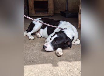 Hündin Nala stellt sich vor