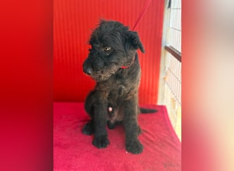 Bobo, Puli-Mix, Rüde, geb. 14.09.2023, 42 cm, 13 kg