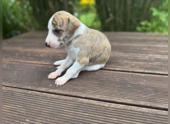 Whippet-Welpen – B-Wurf (VDH/WCD) – Liebevoll & Familiär aufgezogen